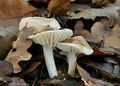 Hygrophorus arbustivus